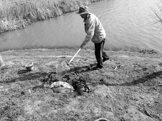 龙子湖死鱼